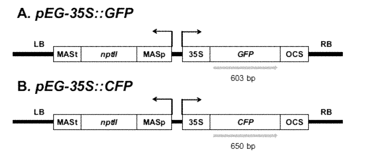 Herbicide-resistant taraxacum kok-saghyz and taraxacum brevicorniculatum