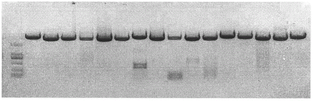 Preparation method and application of Cucumis sativus. L chromosome-6 probe