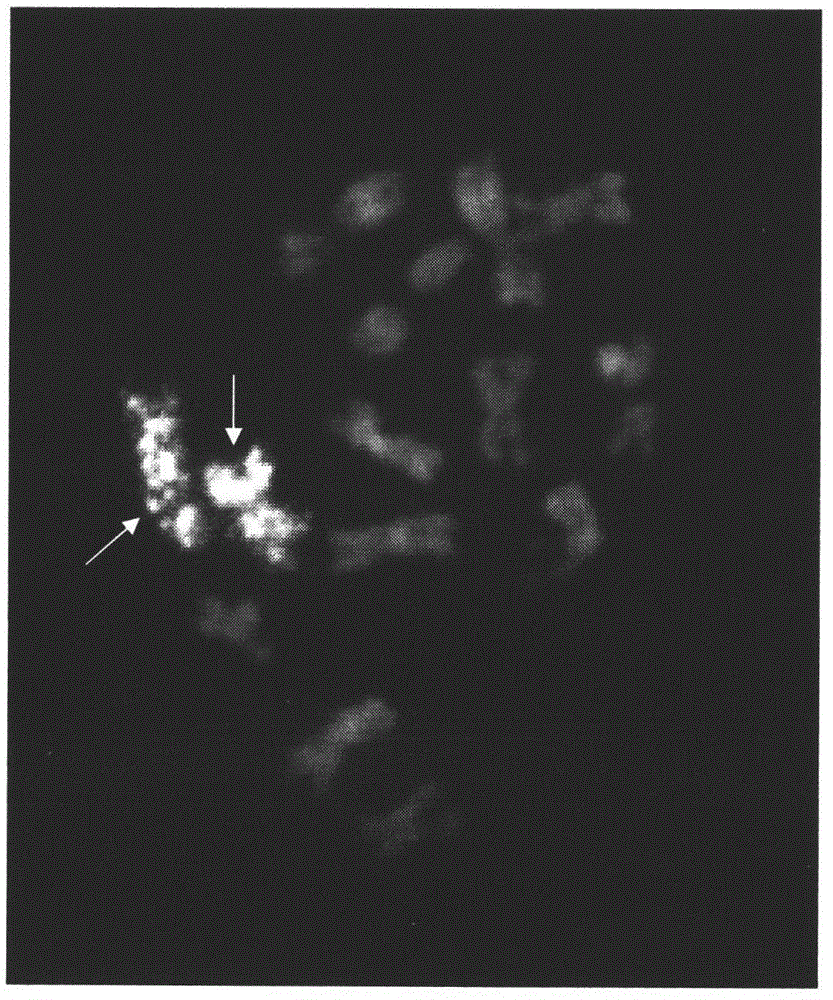 Preparation method and application of Cucumis sativus. L chromosome-6 probe