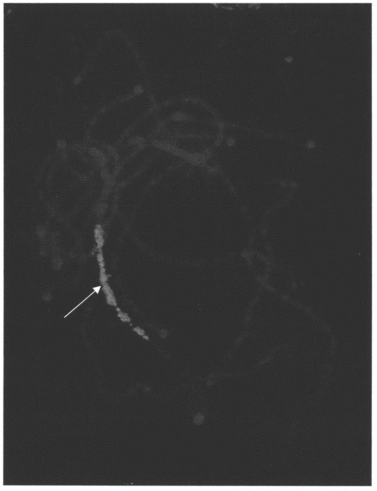 Preparation method and application of Cucumis sativus. L chromosome-6 probe