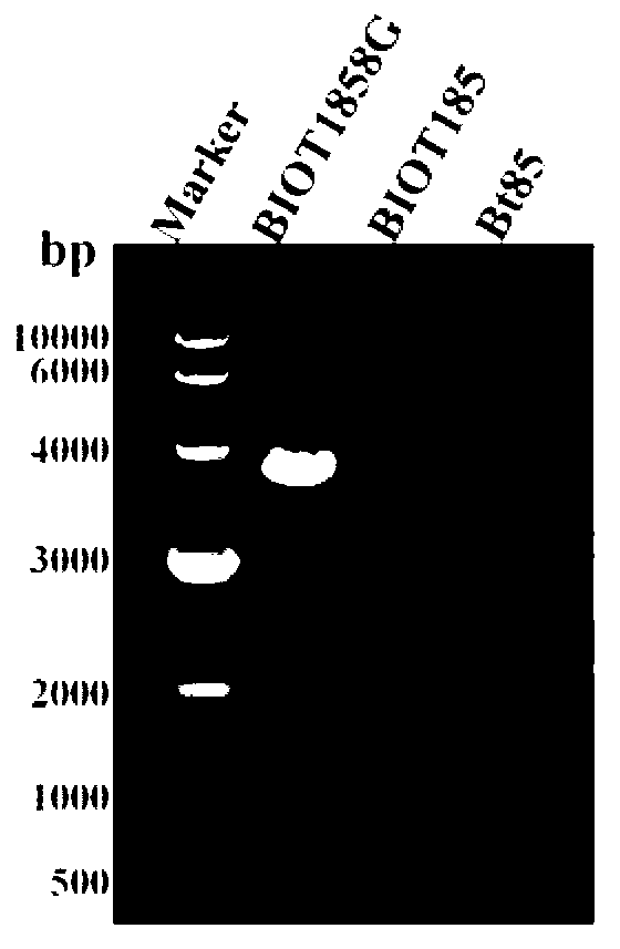 Bacillus thuringiensis engineering bacteria and application thereof