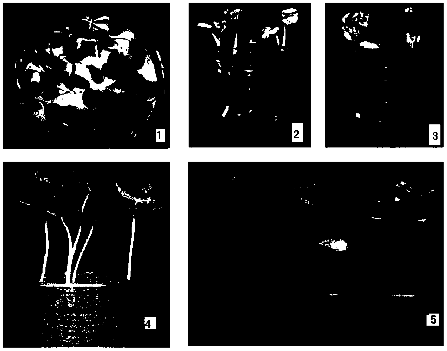 Method for improving conversion rate of foreign gene of stem tip meristem of yellowing seedling of cotton