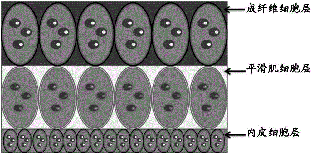 Method for preparing constructed body from biobrick containing endothelial cells