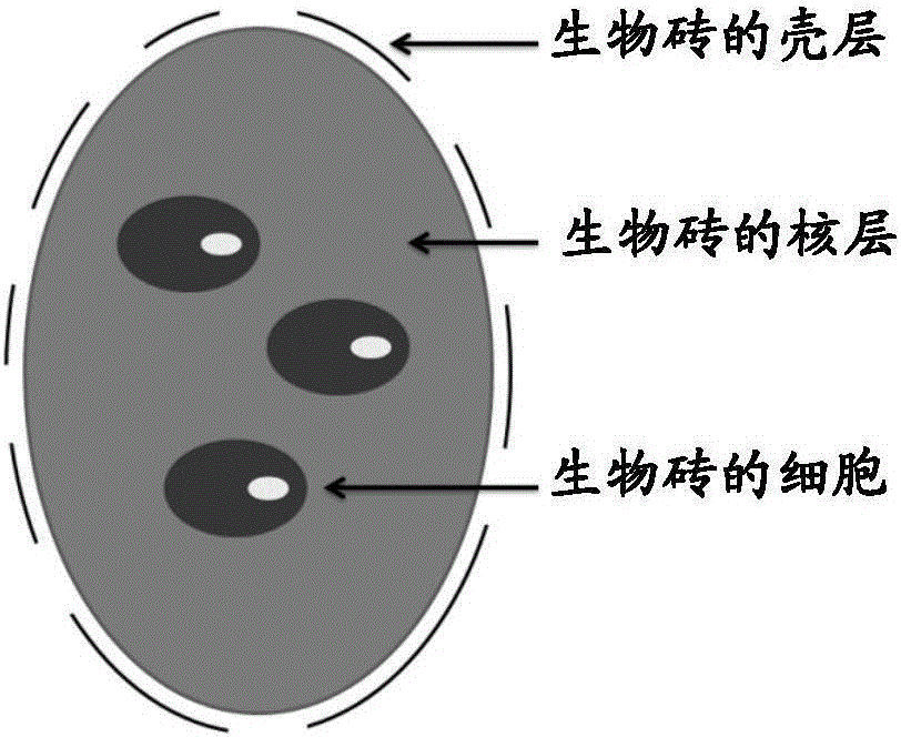 Method for preparing constructed body from biobrick containing endothelial cells