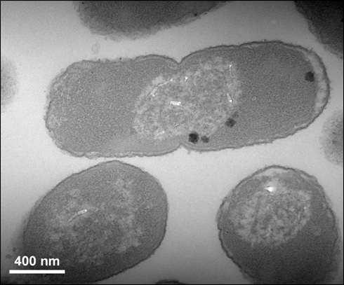 Bacillus with aerobic arsenic methylation and volatilization functions and application thereof