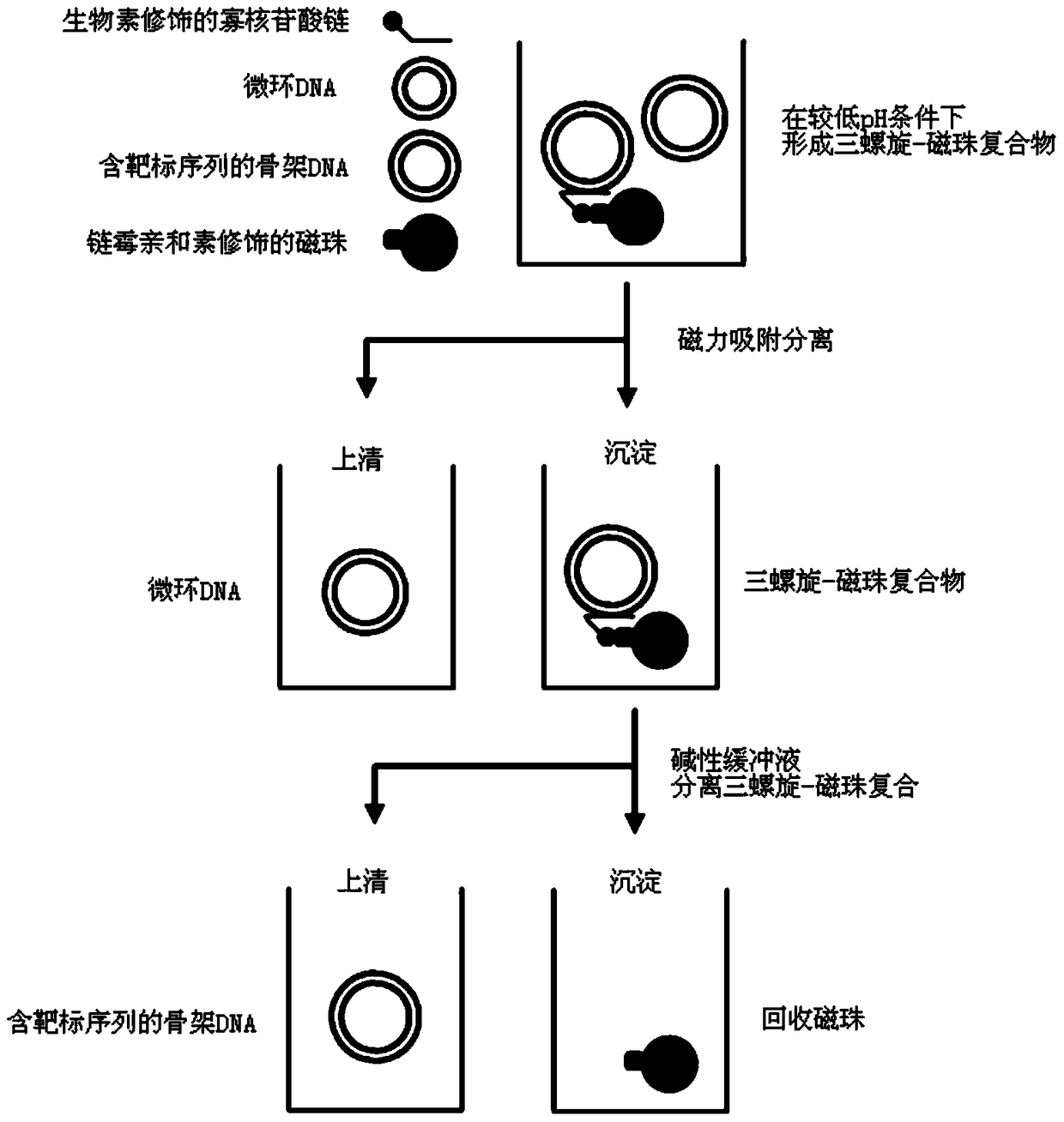 A kind of high-purity microcircle dna and its preparation method and application