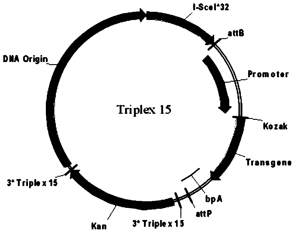 A kind of high-purity microcircle dna and its preparation method and application