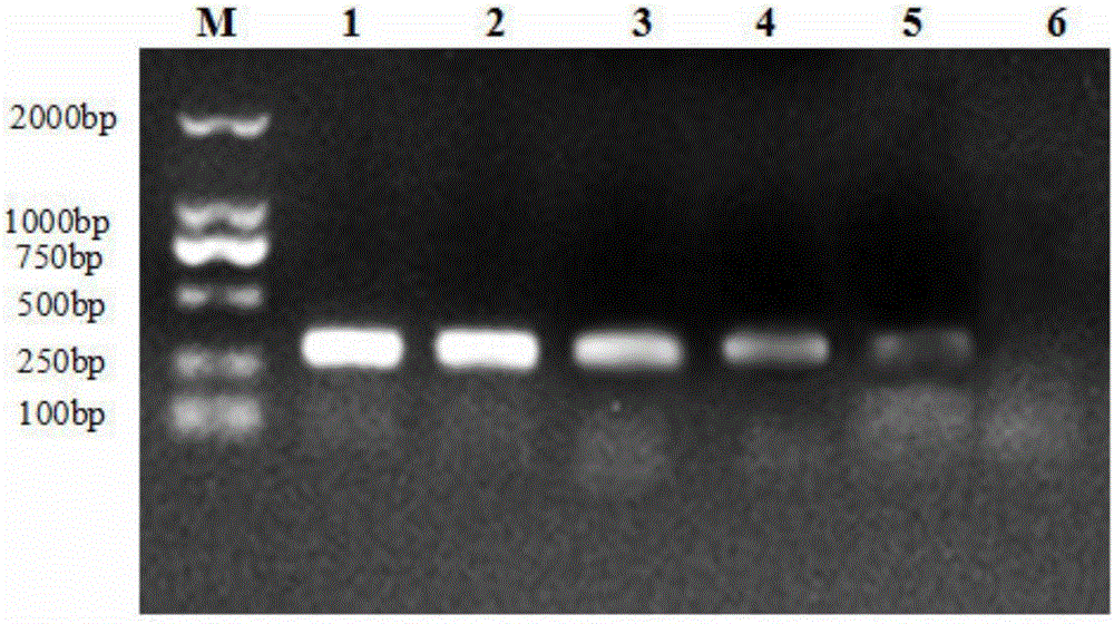 Duck plague and escherichia coli dual PCR diagnostic kit