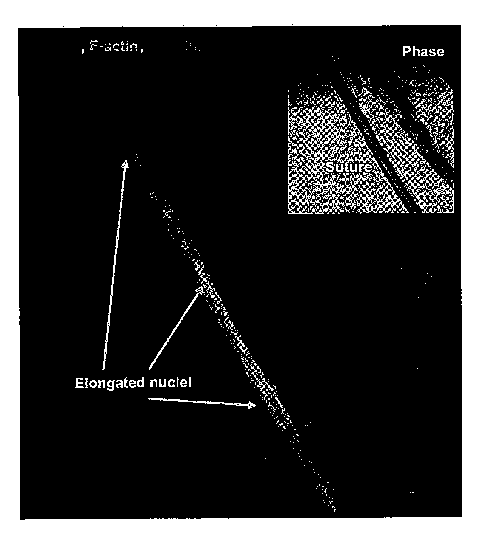 Boundary conditions for the arrangement of cells and tissues