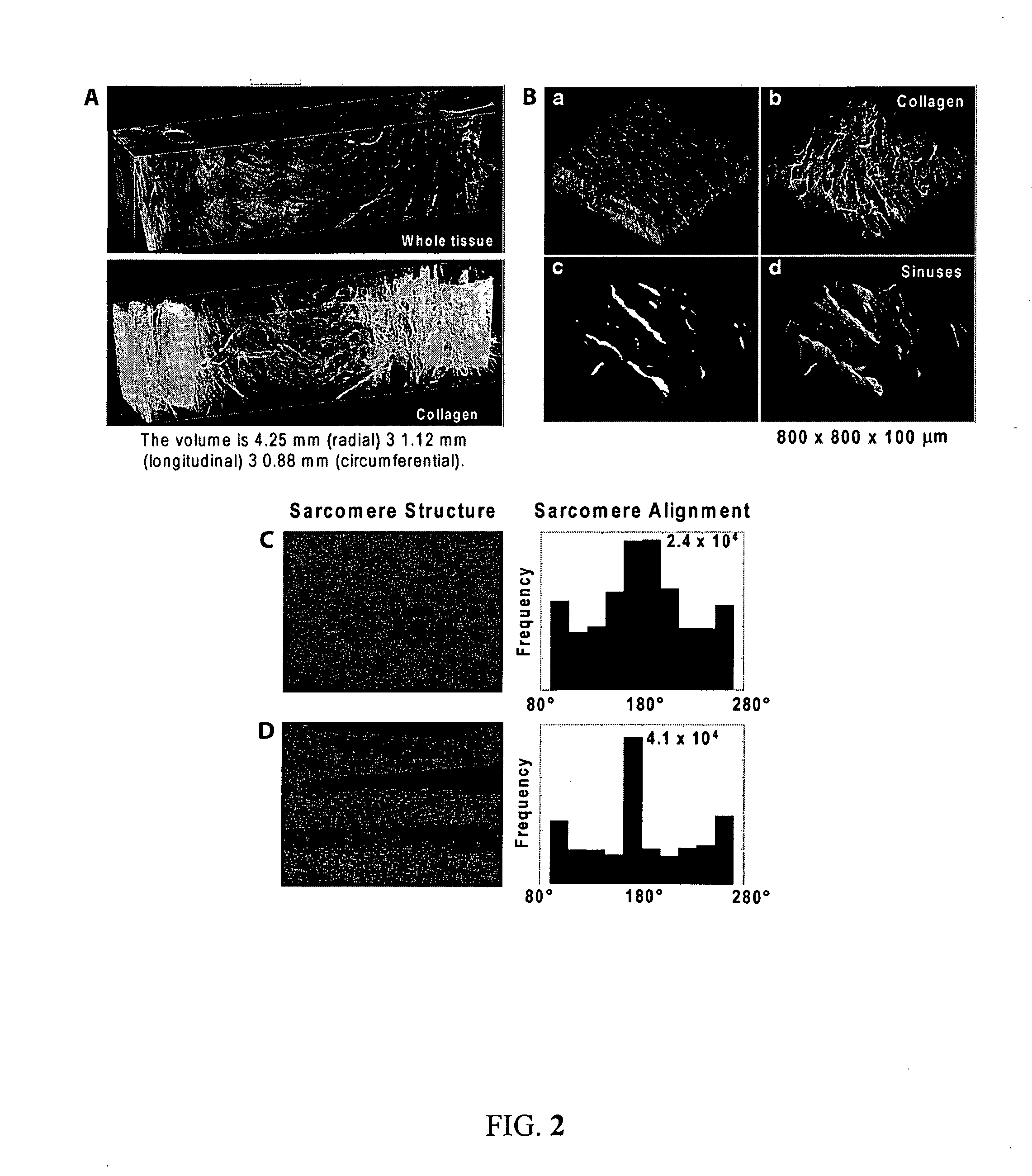 Boundary conditions for the arrangement of cells and tissues