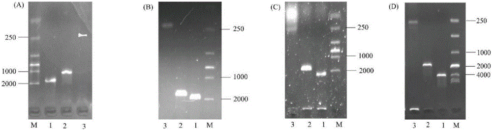 Malic enzyme recombinant bacteria and construction method and application thereof