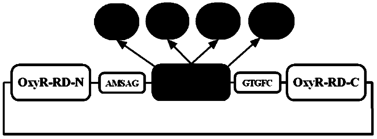 A gene-encoded hydrogen peroxide fluorescent probe and its preparation method and application