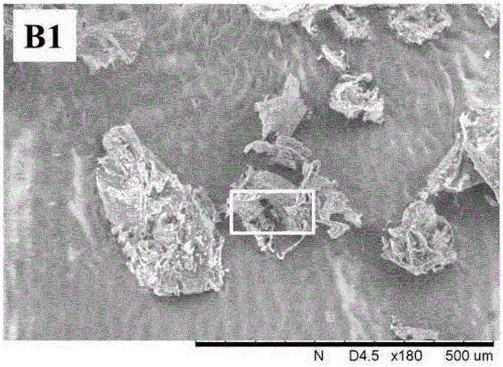 Mulberry active phenolic compound and pollution-free extraction and purification method thereof