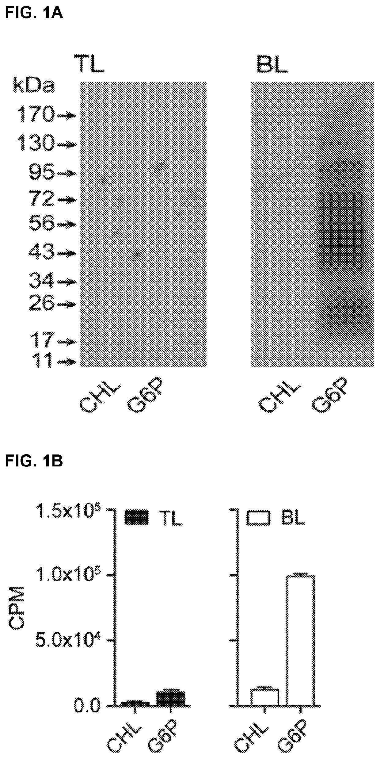 Biosynthetic activity of the anaplasma phagocytophilum and ehrlichia chaffeensis phagosome in a host cell-free medium