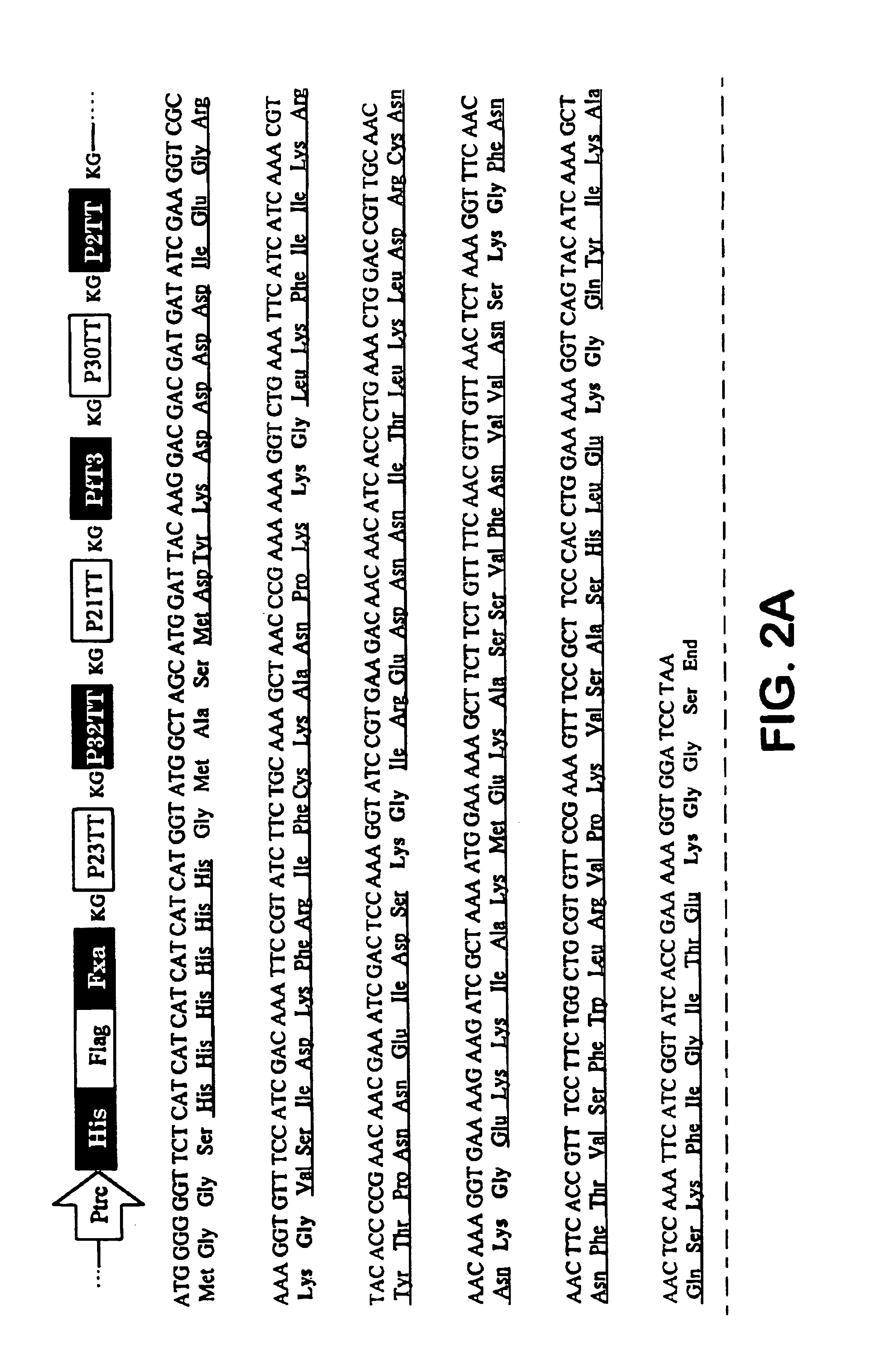 Polyepitope carrier protein