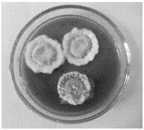 Culture medium and preparation method for promoting spore production of Nomura rayii