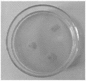 Culture medium and preparation method for promoting spore production of Nomura rayii