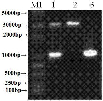 Application of Recombinant Eukaryotic Expression Plasmid Complex in Preparation of Equine Streptococcus Vaccine