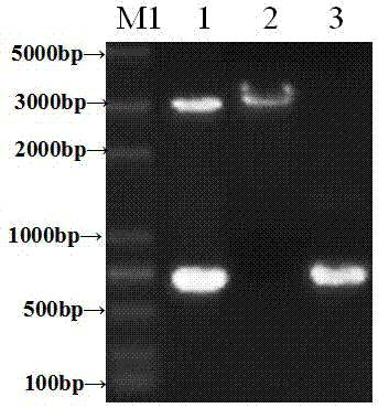 Application of Recombinant Eukaryotic Expression Plasmid Complex in Preparation of Equine Streptococcus Vaccine