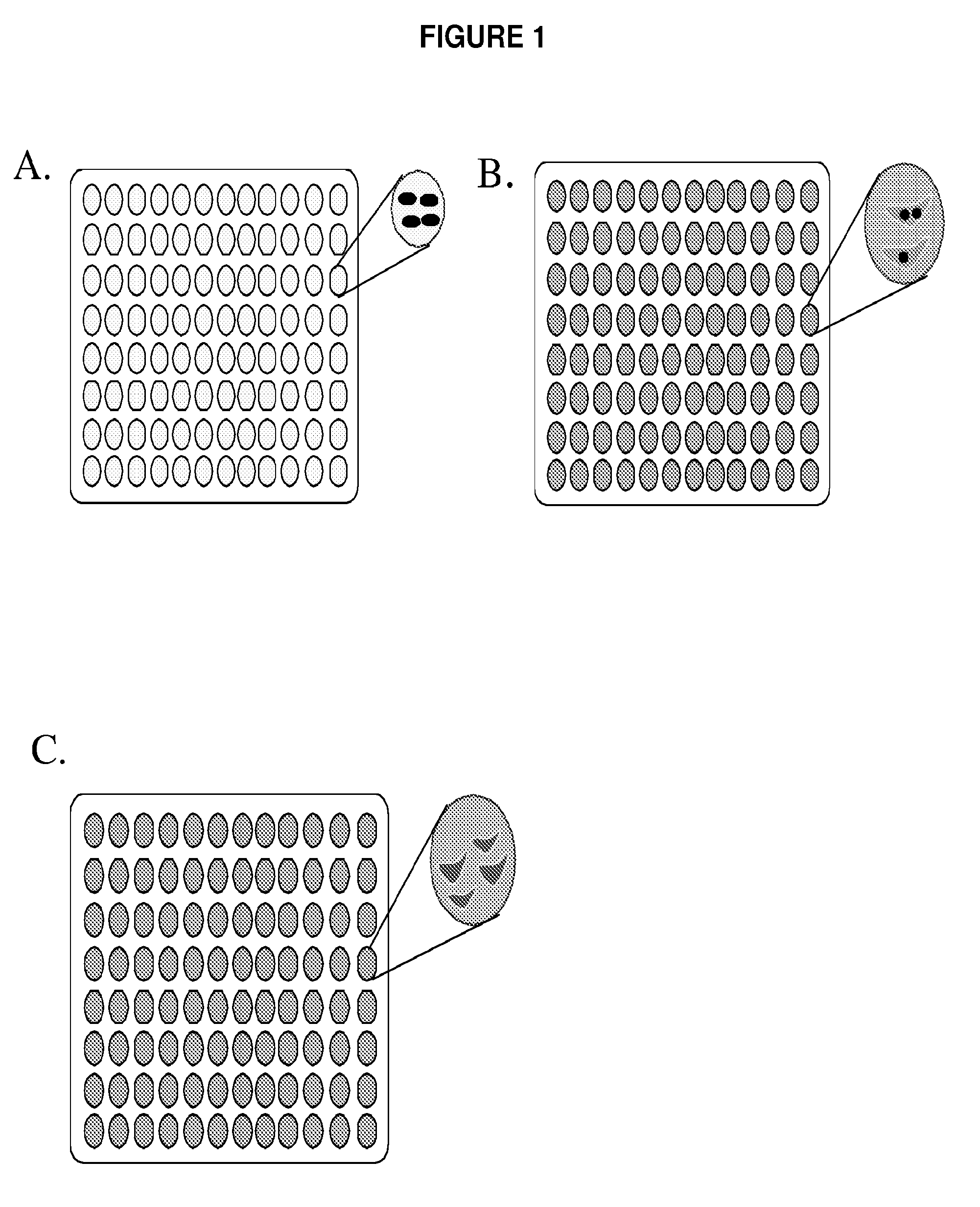 Interferon-beta production modulating listeria strains and methods for using same