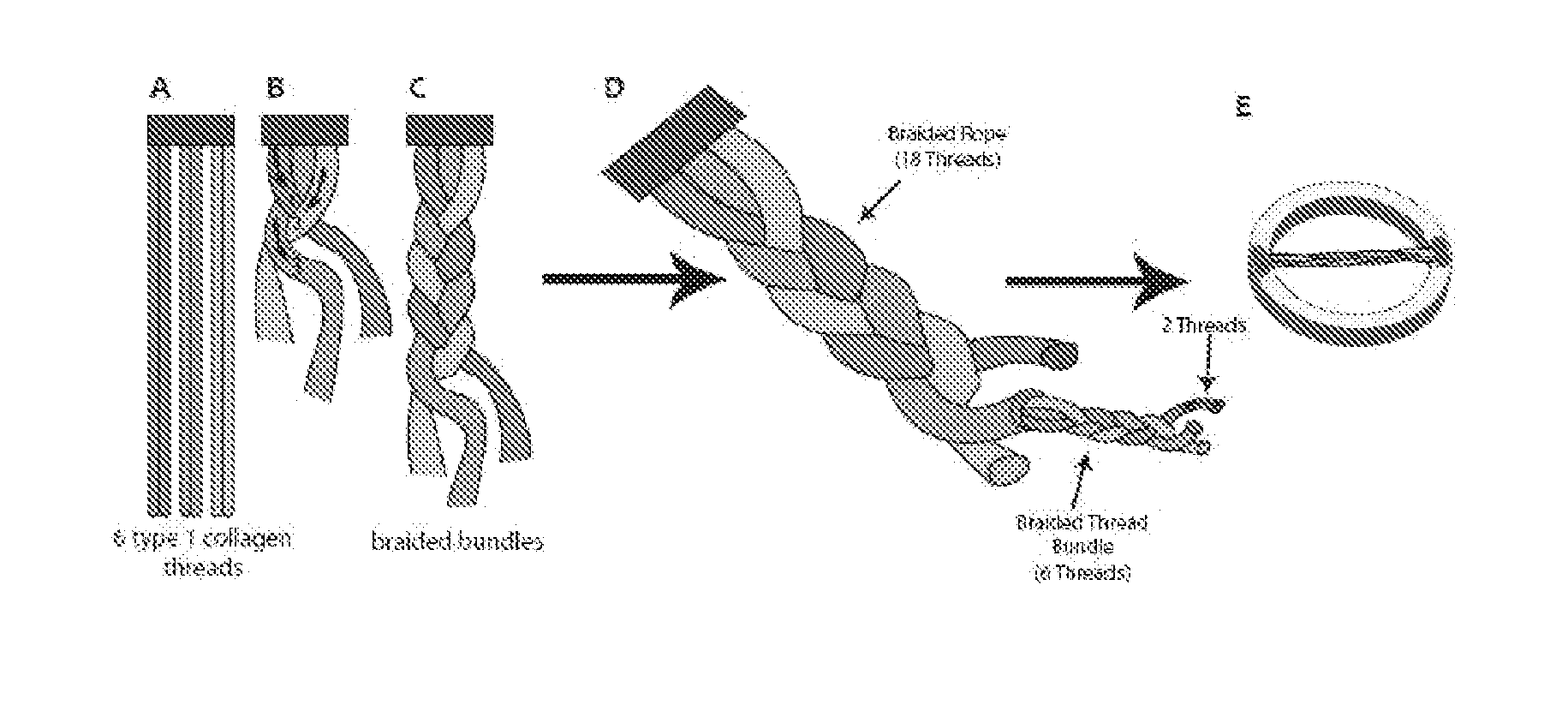 Methods for regenerating skeletal muscle