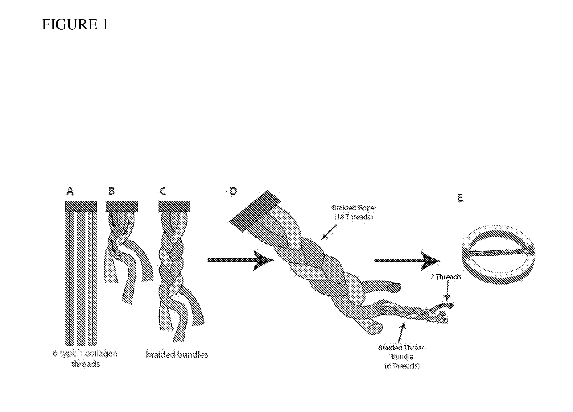 Methods for regenerating skeletal muscle