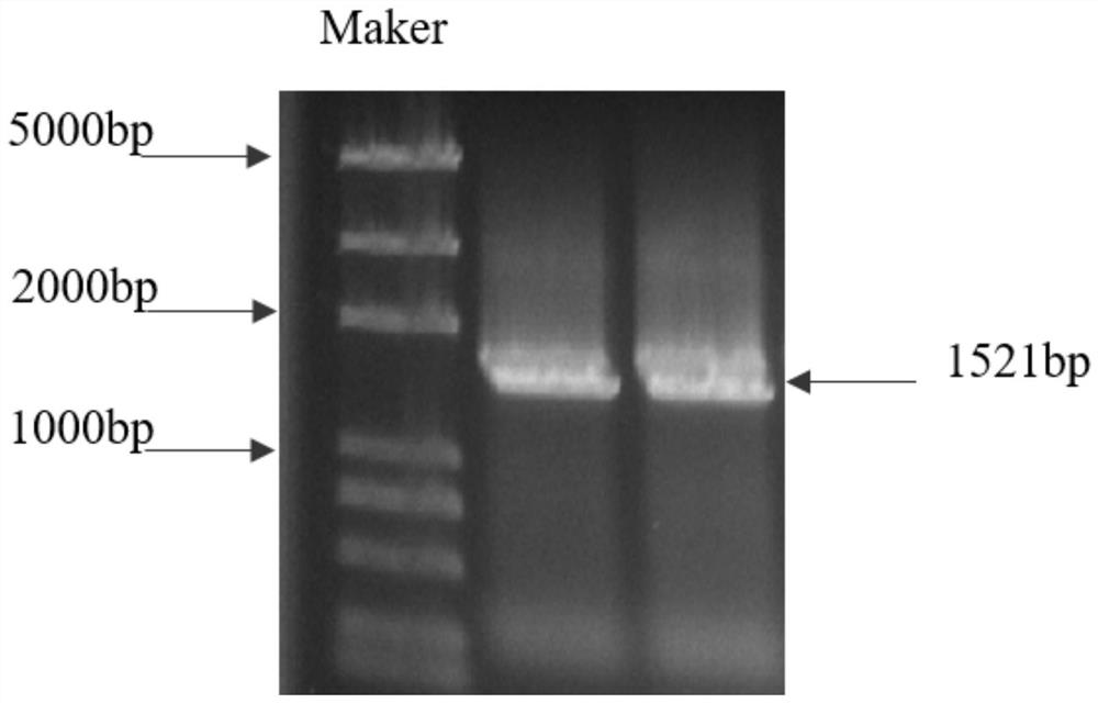 Tryptophan decarboxylase (TDC) in Morus notabili and application thereof