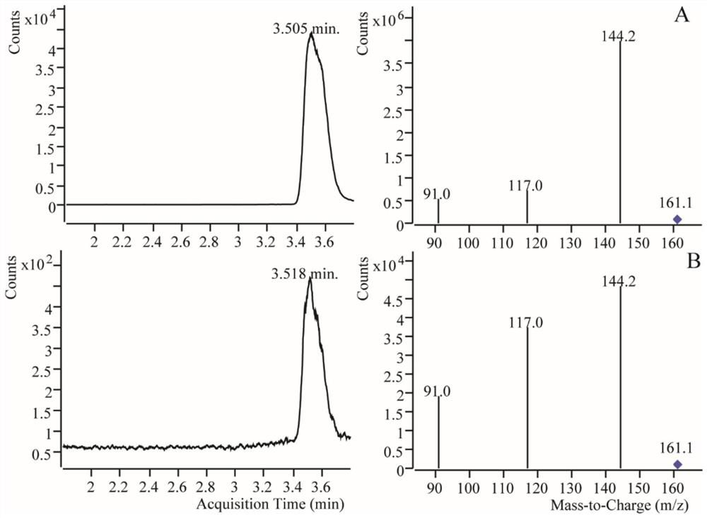 Tryptophan decarboxylase (TDC) in Morus notabili and application thereof