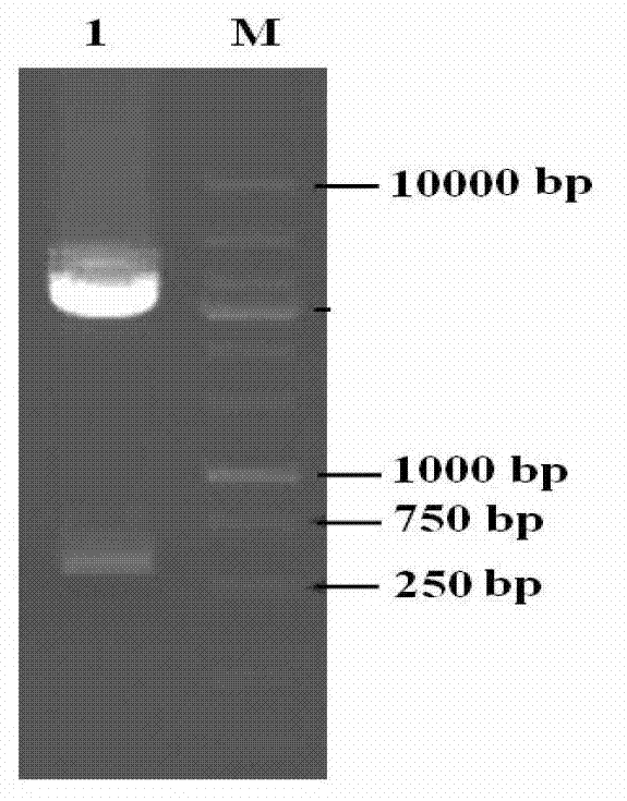 Recombinant plectasin as well as preparation method and application of recombinant plectasin