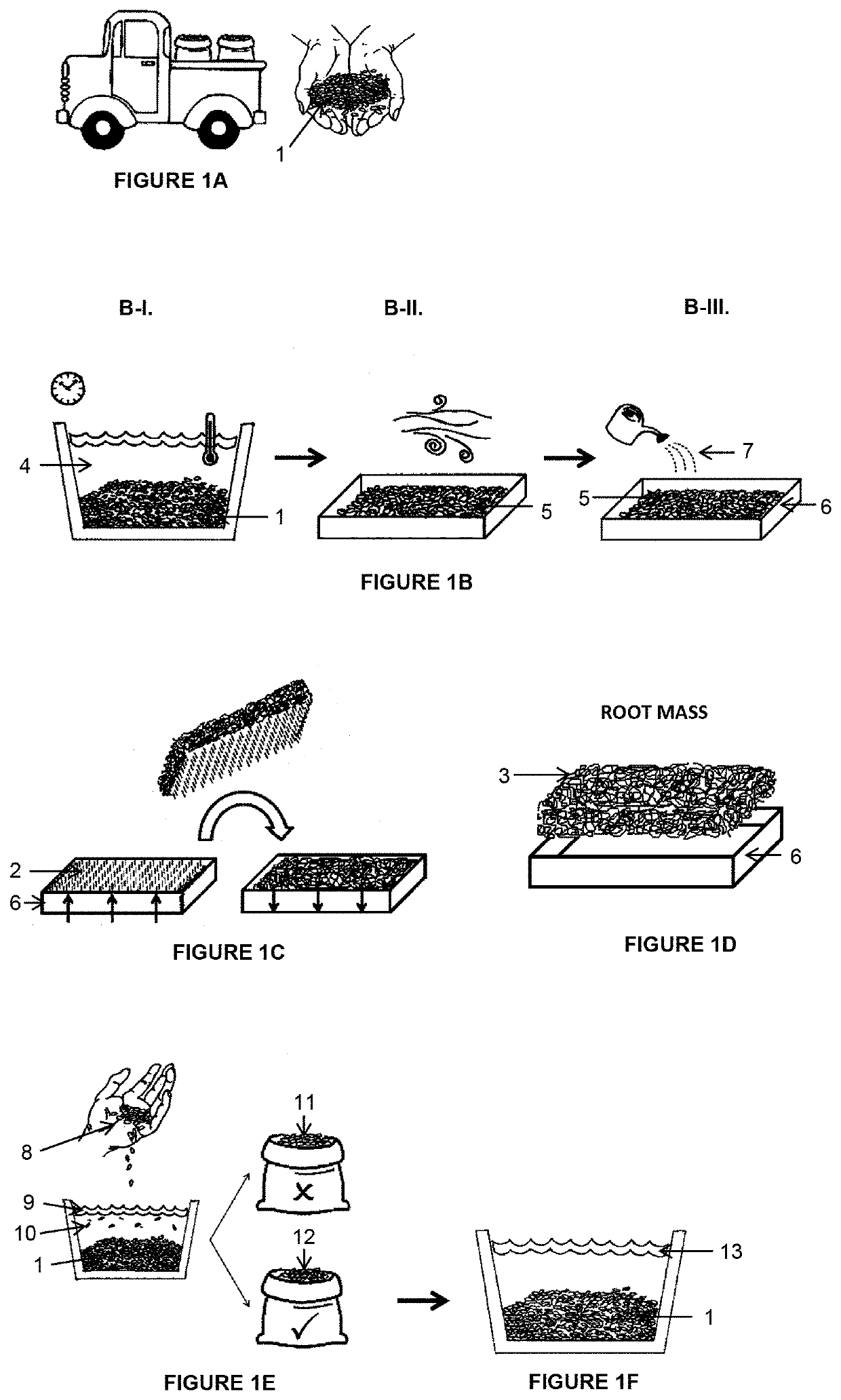 Method for obtaining root mass from vegetable seeds and root mass obtained thereof