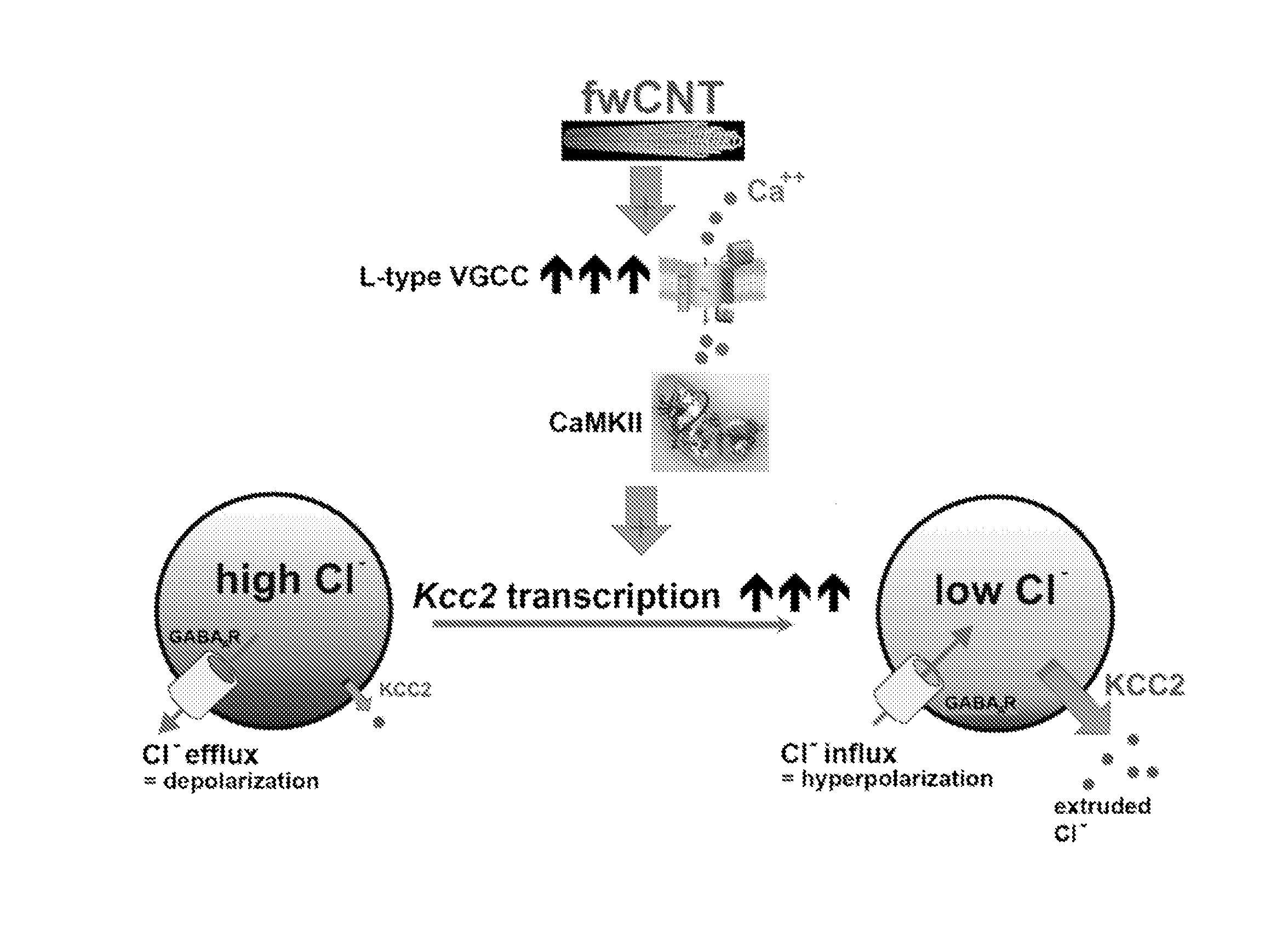 Carbon Nanotubes And Methods Of Use