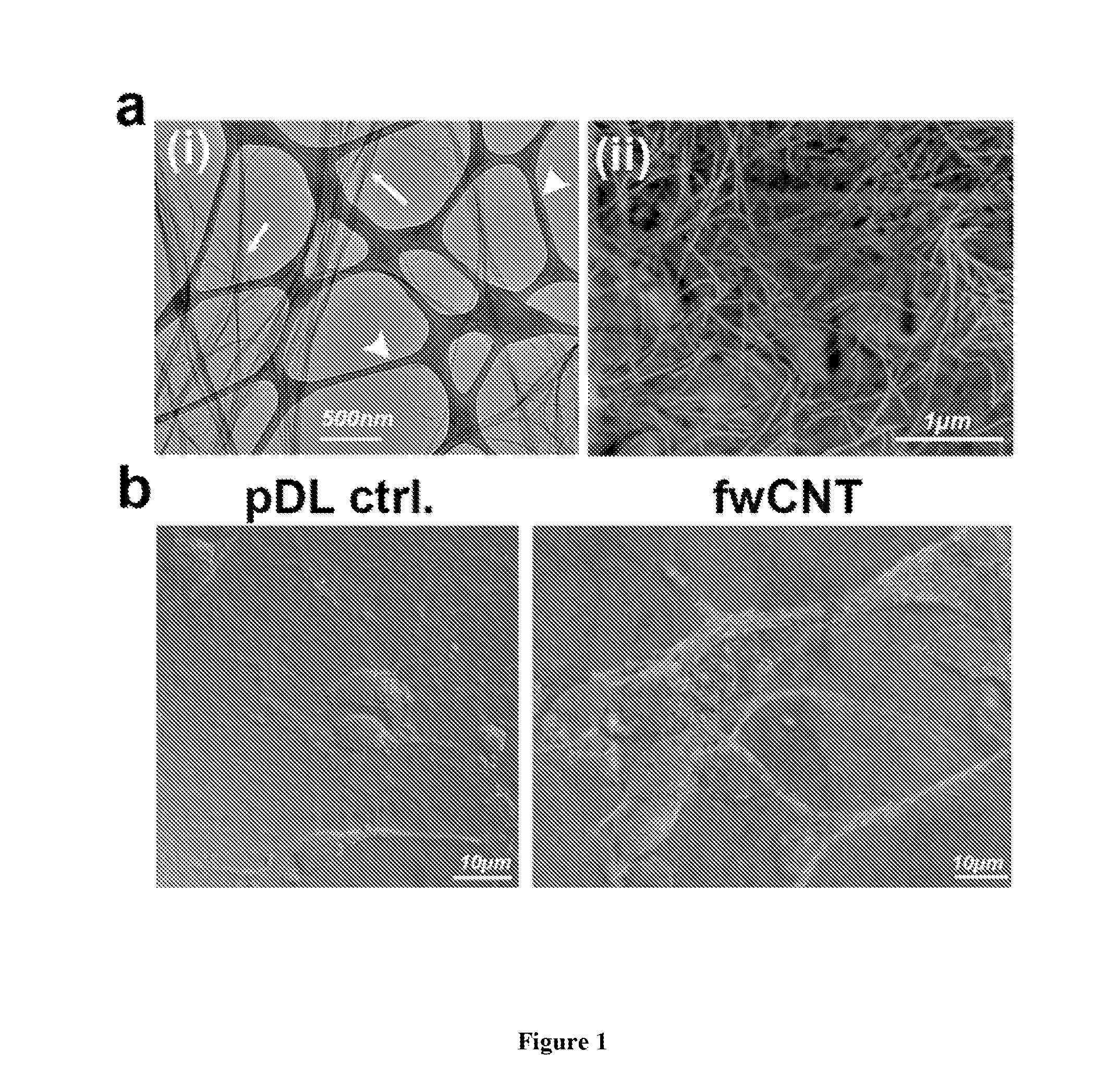 Carbon Nanotubes And Methods Of Use