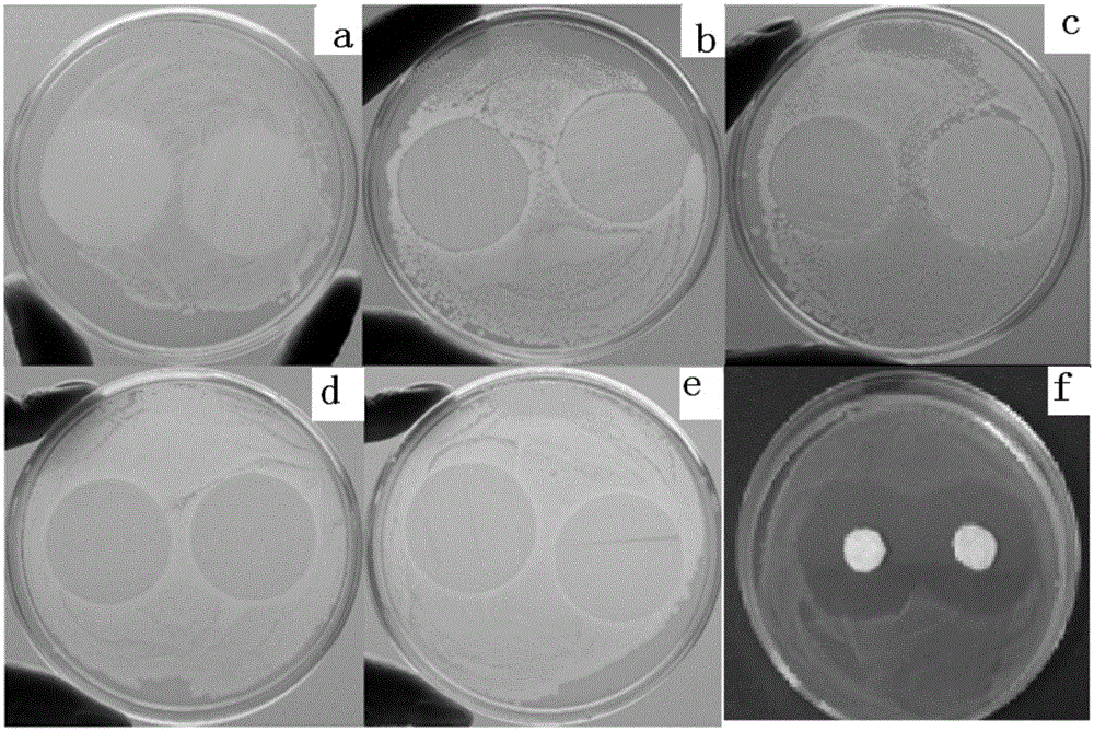 A kind of migration-free and degradable antibacterial polyester film and preparation method thereof