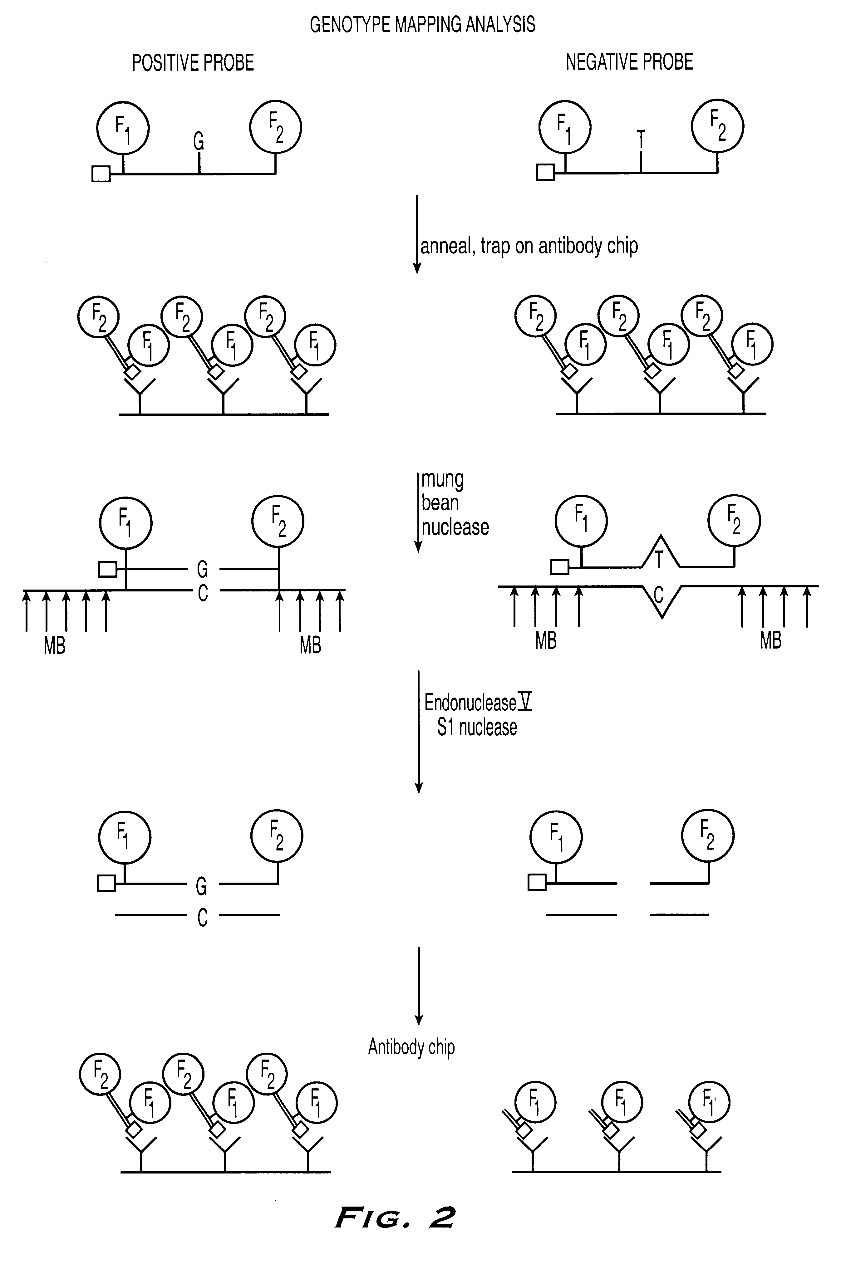 Methods for detection of nucleic acid polymorphisms using peptide-labeled oligonucleotides and antibody arrays