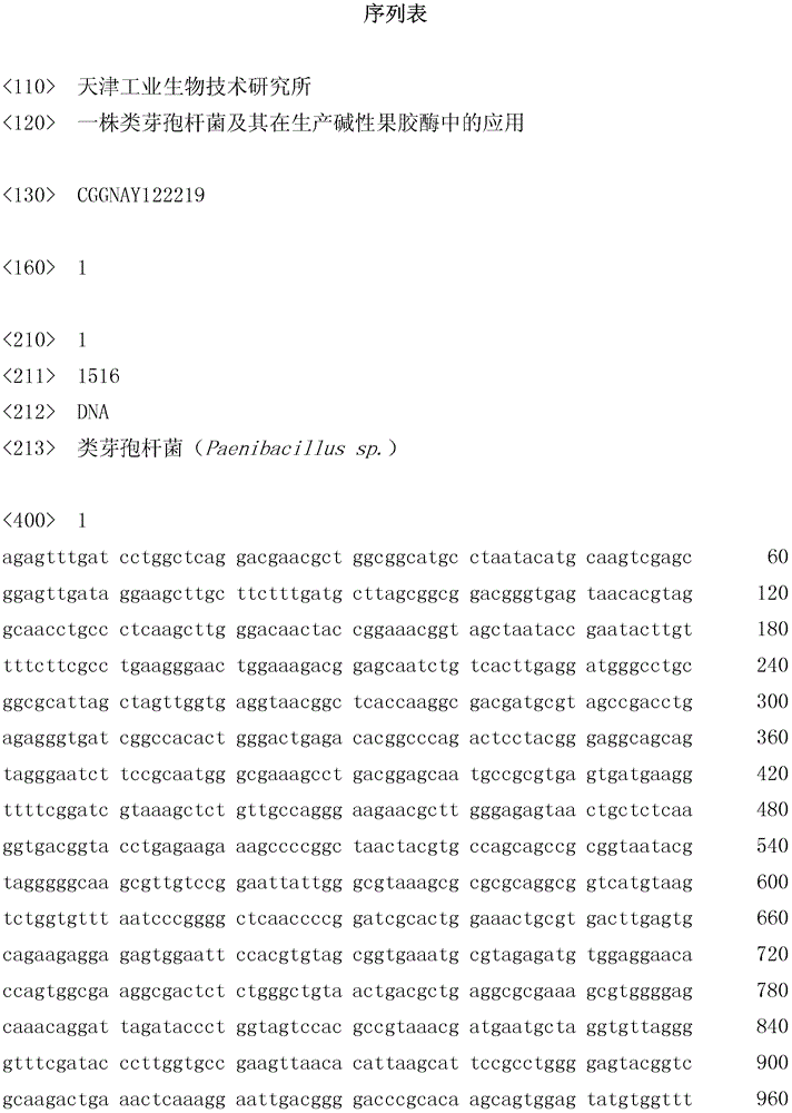 A strain of Paenibacillus and its application in the production of alkaline pectinase