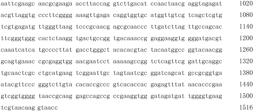 A strain of Paenibacillus and its application in the production of alkaline pectinase