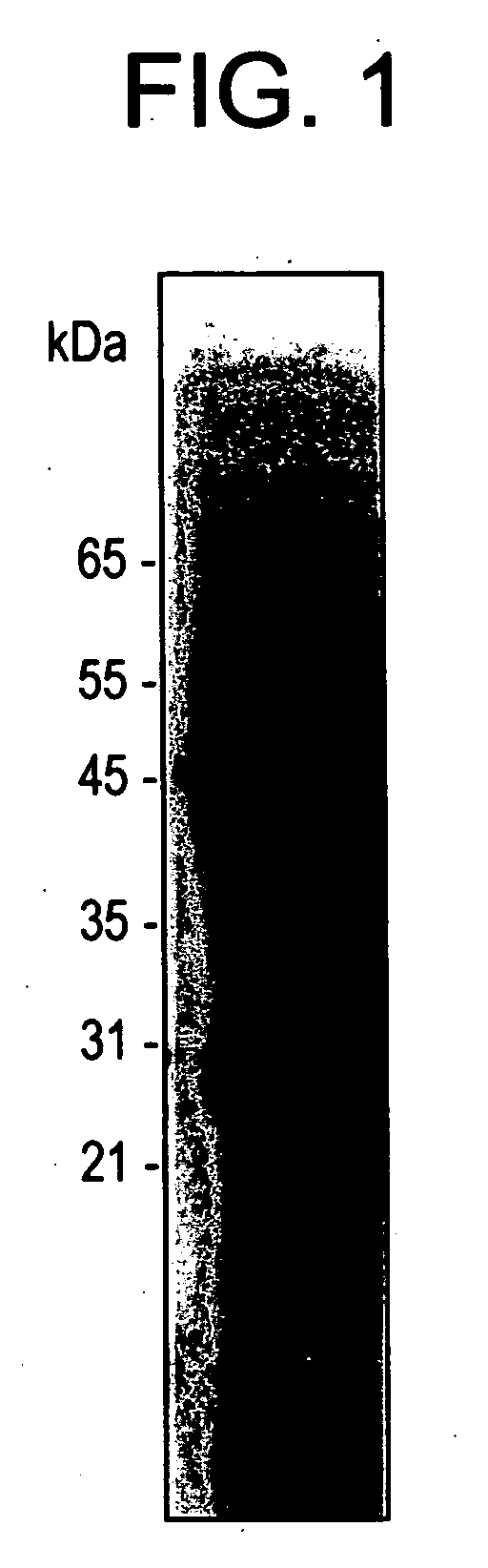 Cytoplasmic antigens for detection of Candida