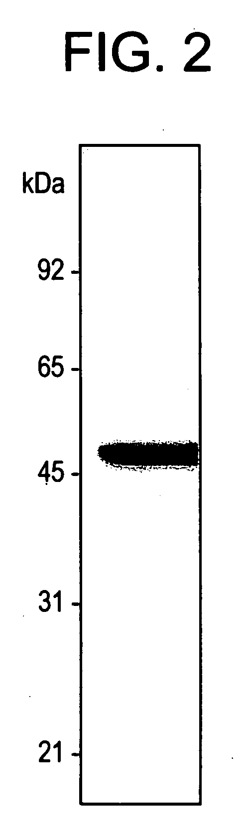 Cytoplasmic antigens for detection of Candida