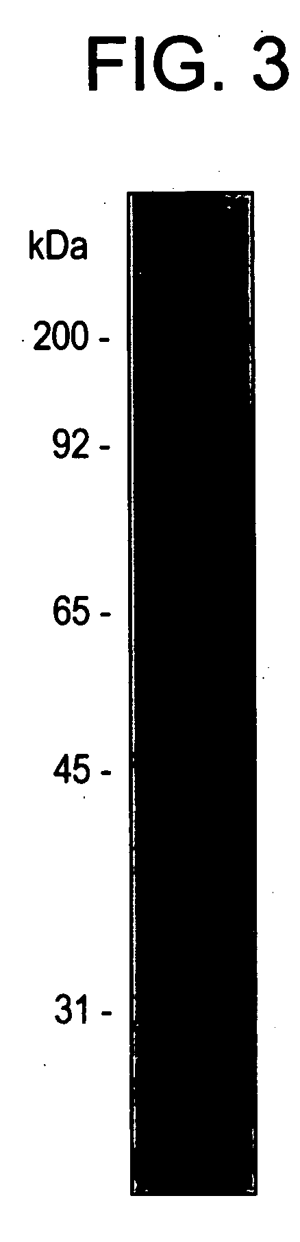 Cytoplasmic antigens for detection of Candida