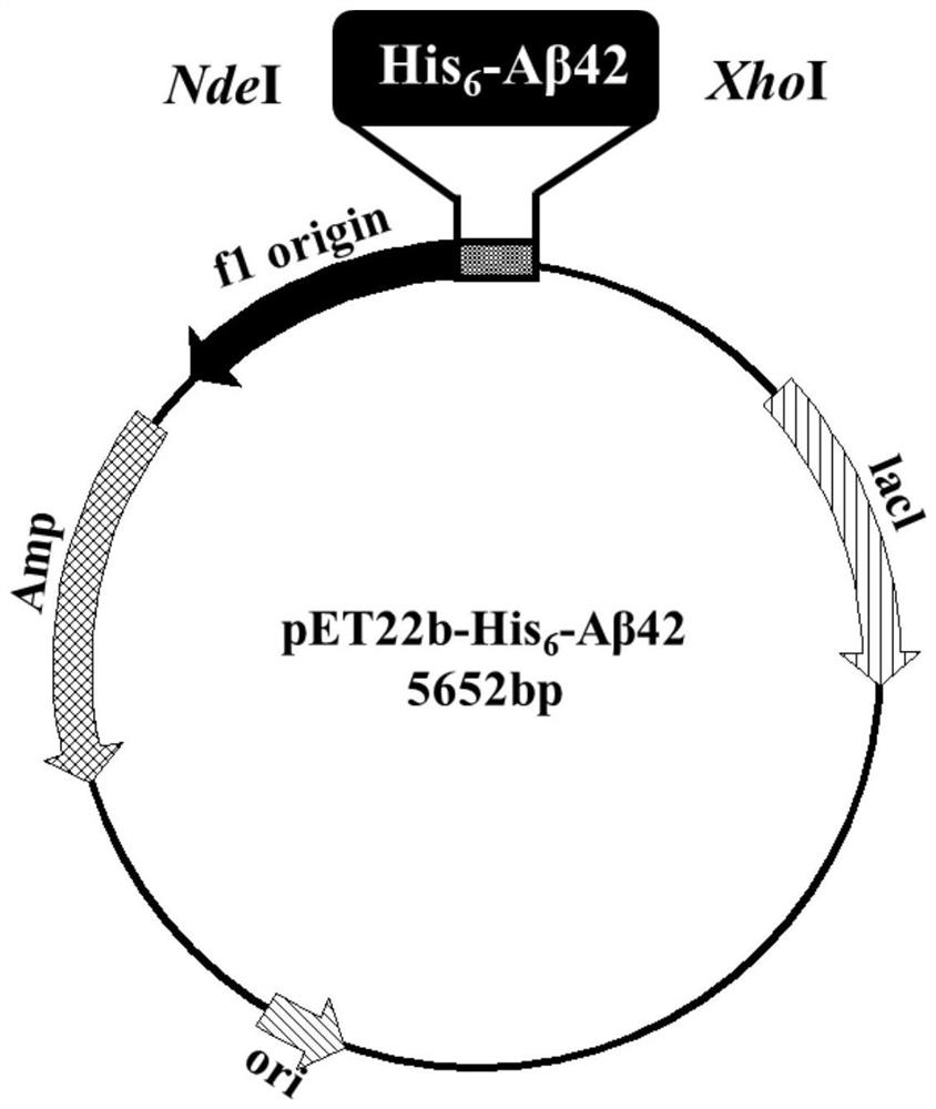 Aβ42 modified protein with the function of preventing protein aggregation and its expression and purification method