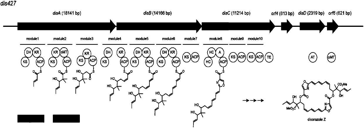 Engineering strain used for heterologously expressing Disorazole Z efficiently, gene cluster for establishing strain and application of strain