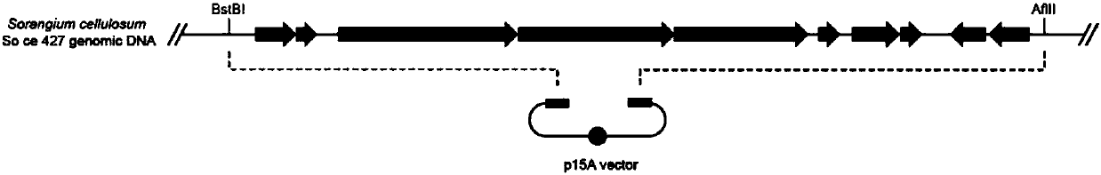 Engineering strain used for heterologously expressing Disorazole Z efficiently, gene cluster for establishing strain and application of strain