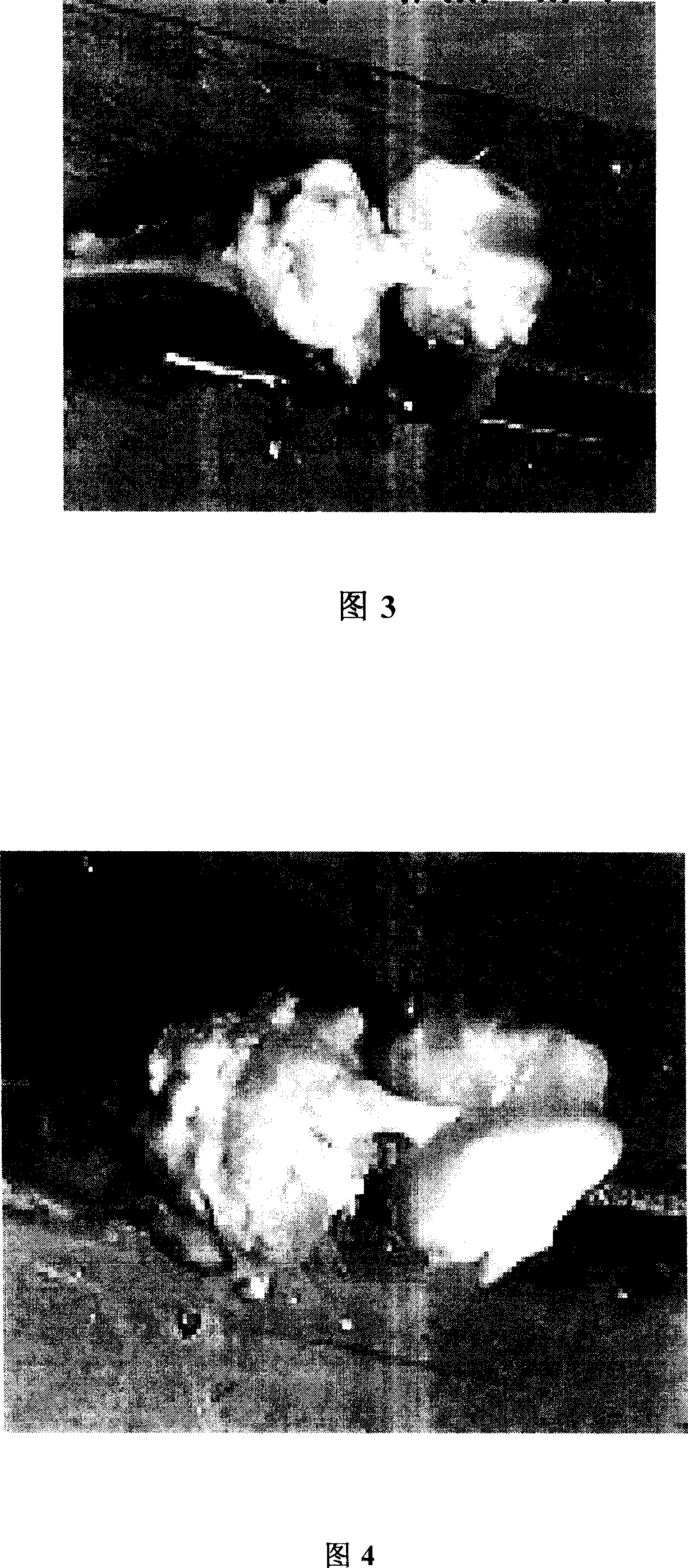 Composition for treating knee-joint cross ligament damage