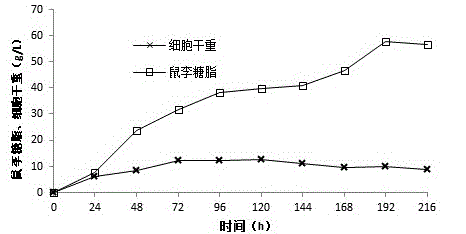 Pseudomonas aeruginosa for producing rhamnolipid biosurfactant with palm oil and application thereof