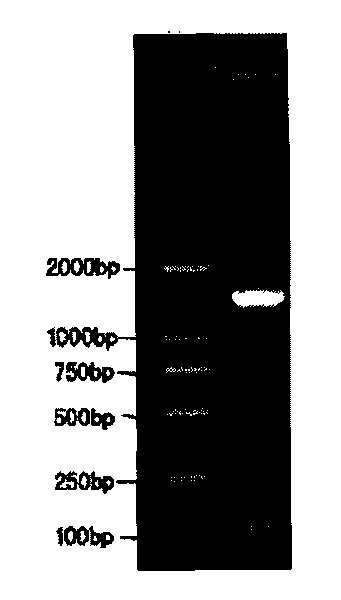 Manufacturing method of adjustable liver damage animal model and special DNA fragment thereof