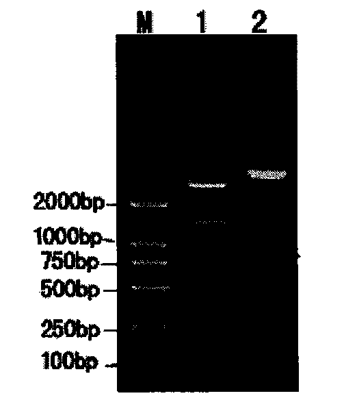 Manufacturing method of adjustable liver damage animal model and special DNA fragment thereof