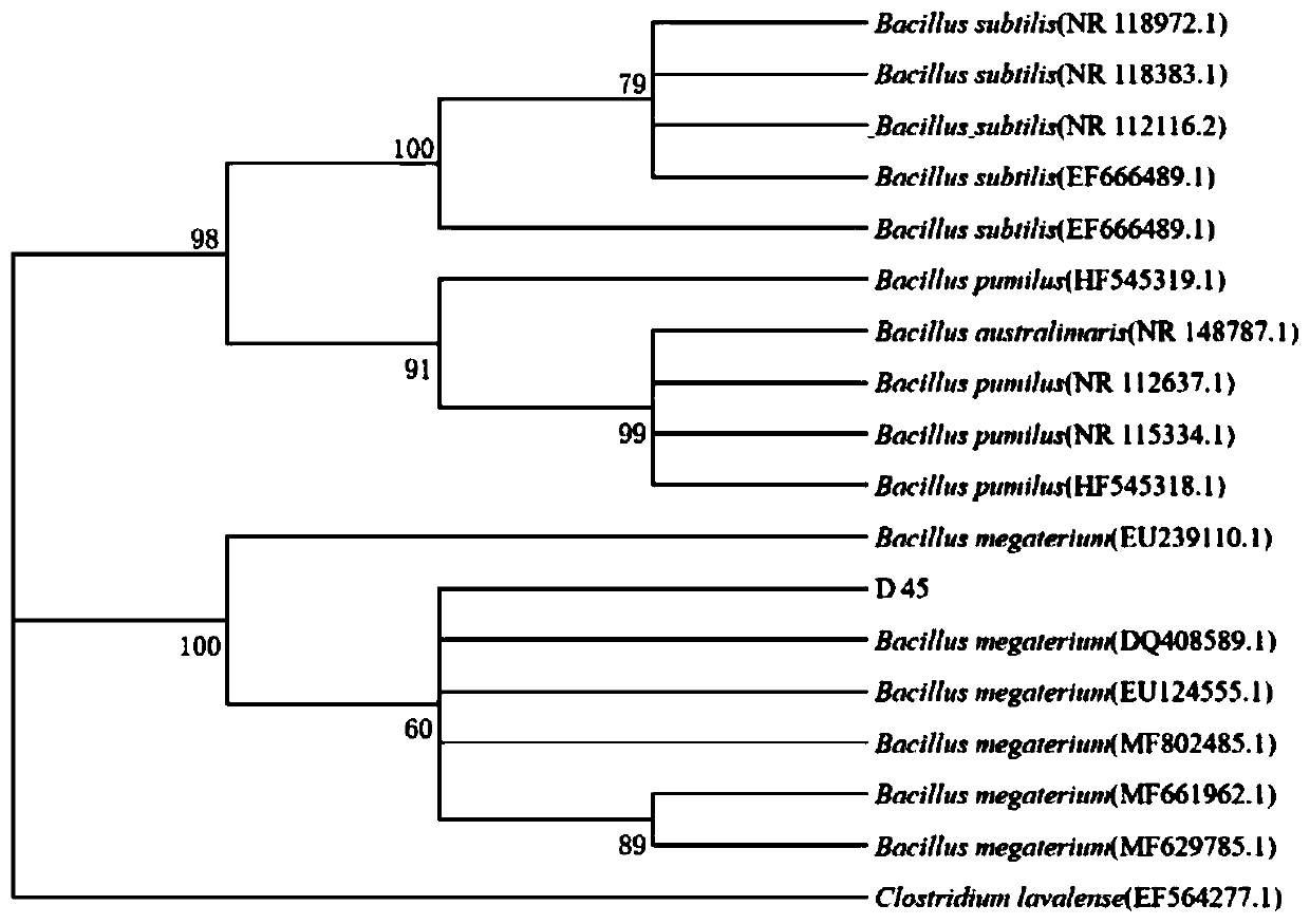 Bacillus megatherium and application thereof