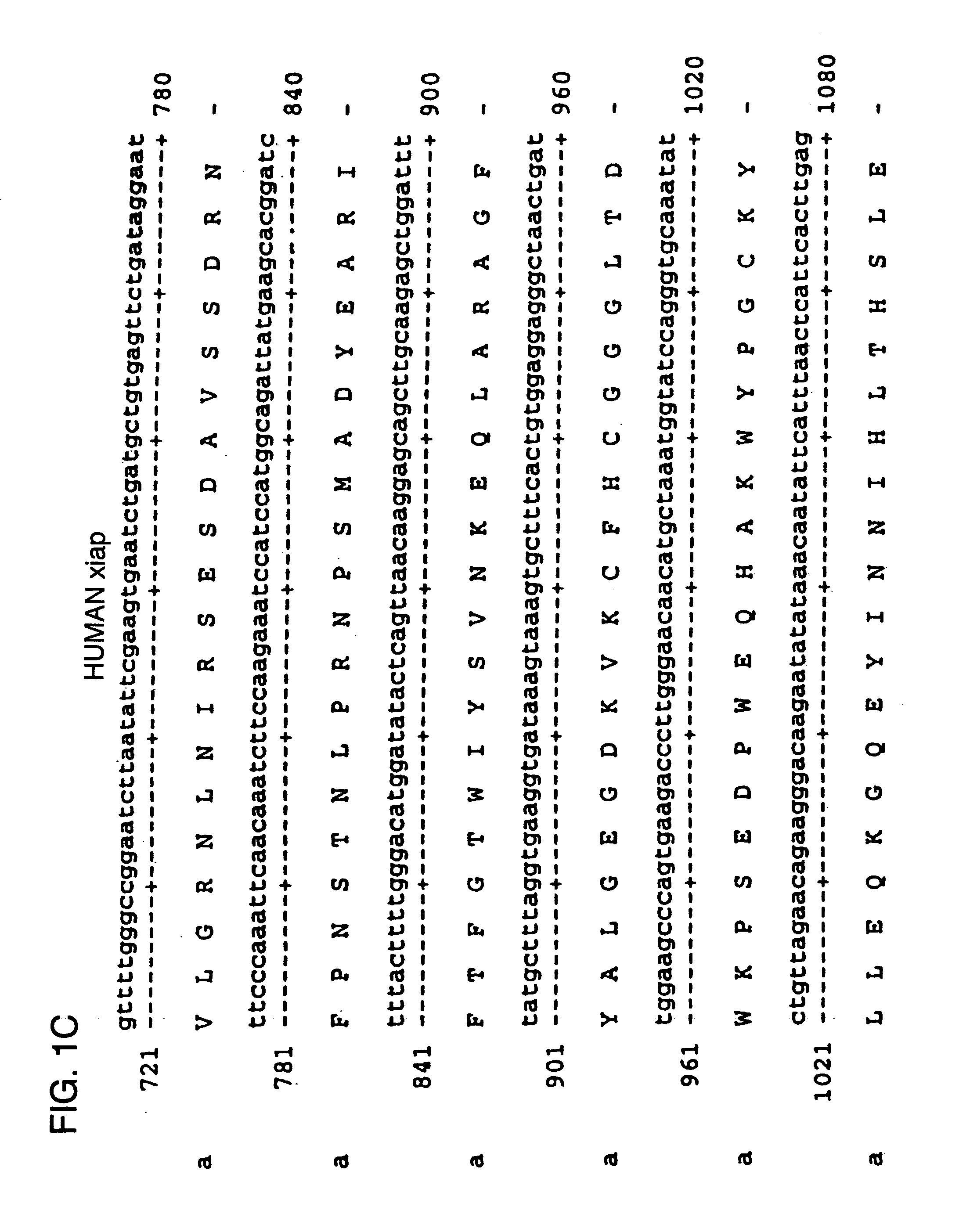 Antisense IAP oligonucleotides and uses thereof