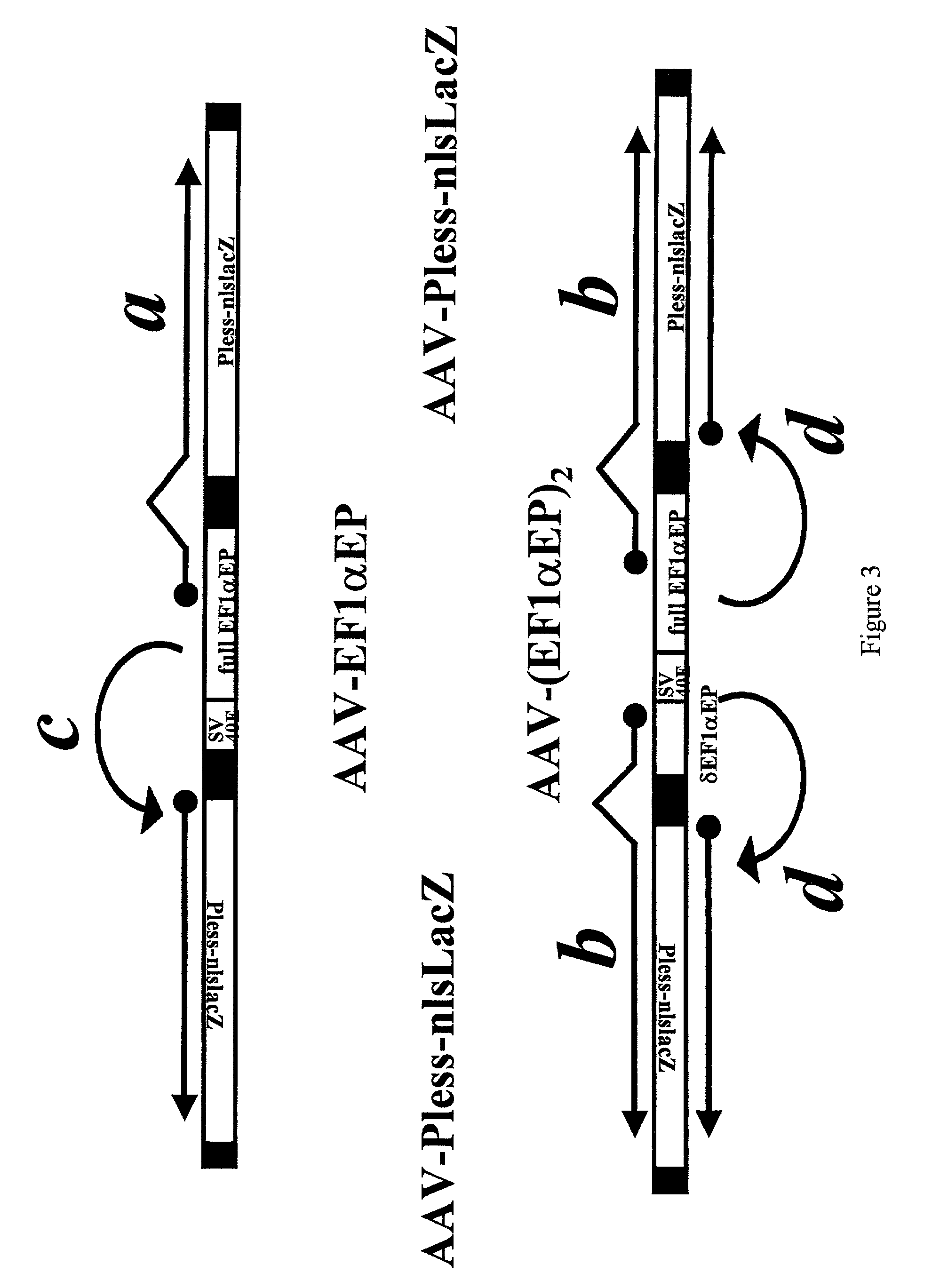 Adeno-associated viral vector-based methods and compositions for introducing an expression cassette into a cell