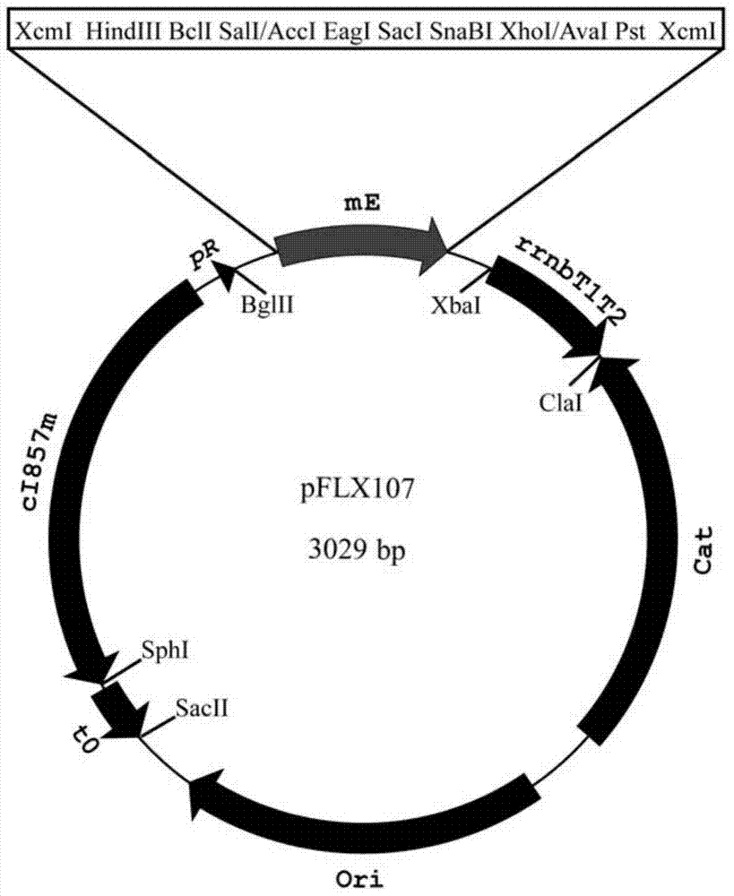 Temperature-controlled zero background T-vector precursor and construction method and application thereof